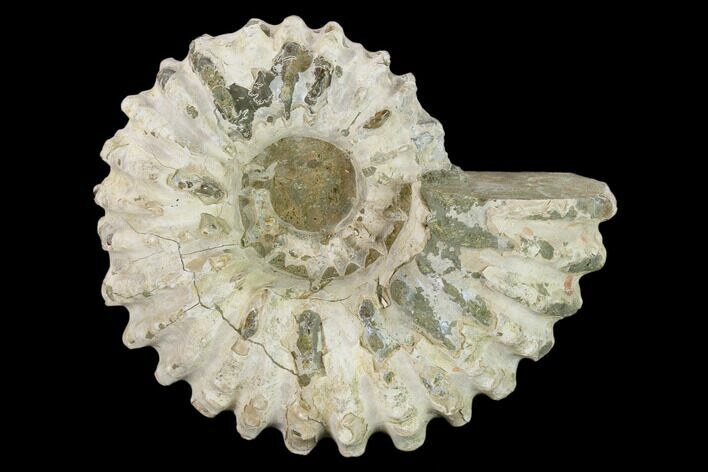 Bumpy Ammonite (Douvilleiceras) Fossil - Madagascar #134175